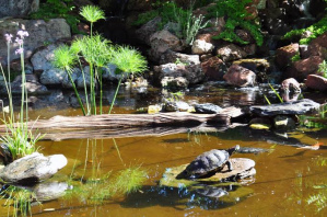 Wasserschildkr�te sonnt sich auf
                    flacher Steininseln
