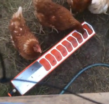 Automatische
              Hühnertränke