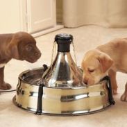 Small fountain with pump
              "PetSafe drinkwell"