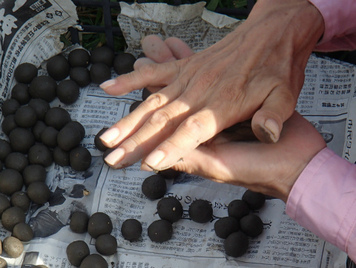 Fukukoa,
                  Samenb�llchen