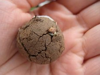 Fukuoka
                          Samenb�llchen