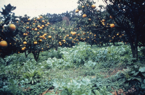 Fruit garden with citrus
                  fruits and vegetable fields by Fukuoka