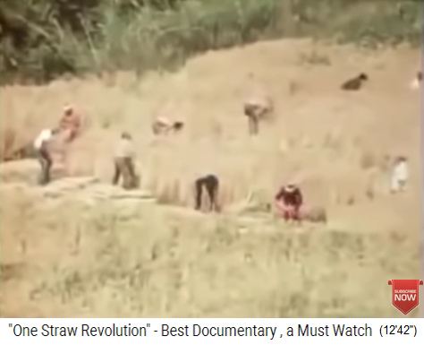 Ernte von Hand auf den Feldern von Fukuoka