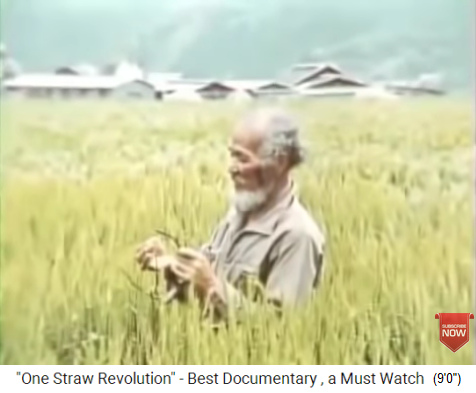 Fukuoka auf seiner Farm 1980 ca.