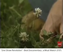 Weissklee, verglichen mit einer menschlichen
                Hand