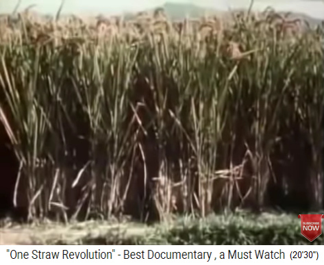 Der h�fthohe Bioreis von Fukuoka vor der
                    Ernte