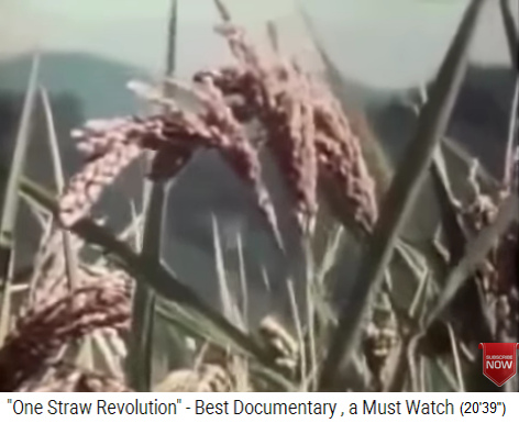 Die Bio-Reis�re von Fukuoka
                    hat 225 bis 250 Reisk�rner pro �re