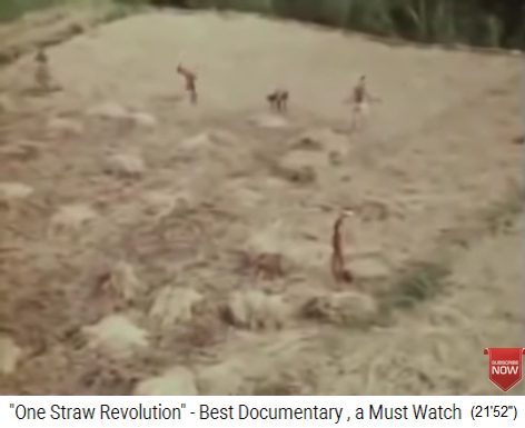 Das Reisstroh wird gemulcht und auf den Feldern
                    �ber den Gerstensetzlingen verteilt