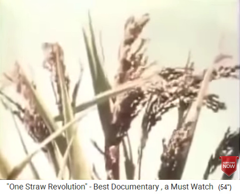 Bioreis von Fukuoka, h�fthoch auf
                    trockenem Feld