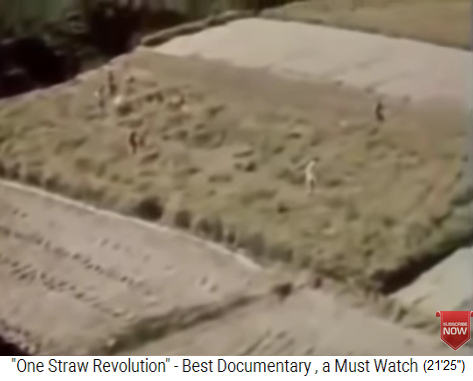 Die Reisernte bei Fukuoka mit Sichel von
                    Hand