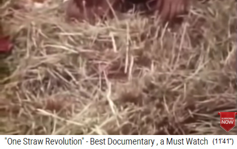 Fukuoka mulcht auf
                seinen Feldern abwechselnd mit Reisstroh oder
                Gerstenstroh