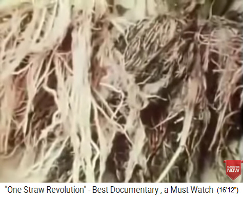 Die Reiswurzeln von Fukuokas Bioreis
                    sind weiss und gesund (links), die Reiswurzeln des
                    Chemiereis der Nachbarn sind schwarz und verfault
                    (rechts)