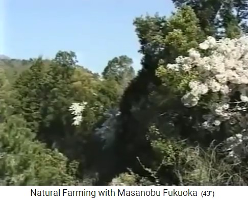 Der Baumgarten von Fukuoma mit
                    vielen Baumarten 01