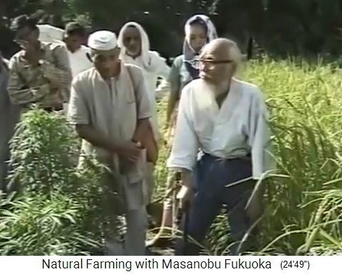 Indien 1997:
                    Fukuoka erklärt die Fruchtfolge mit Gerste, Reis und
                    Weissklee