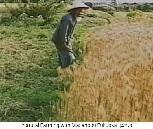 Biofarm von Fukuoka,
                    Fukuoka vor einem Gerstenfeld vor der Ernte