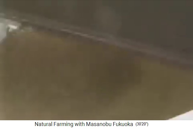 Fukuokas Samenbällchen
                    herstellen: Tonerde wird gesiebt