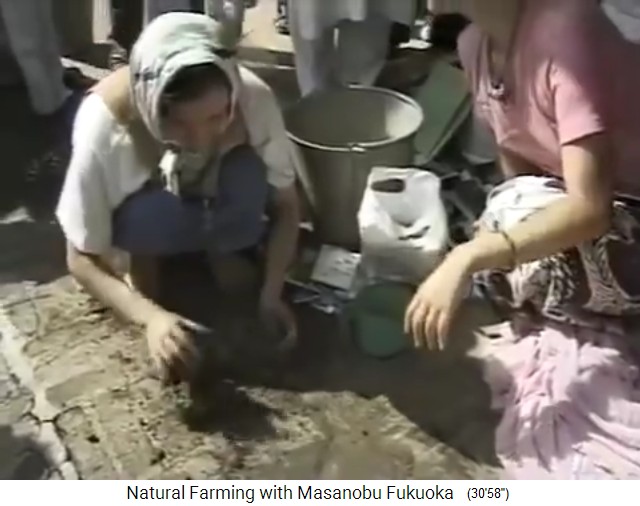 Samenbällchen von Fukuoka: Die
                    Samen-Tonerdemischung wird wiederholt auf den Boden
                    geschlagen
