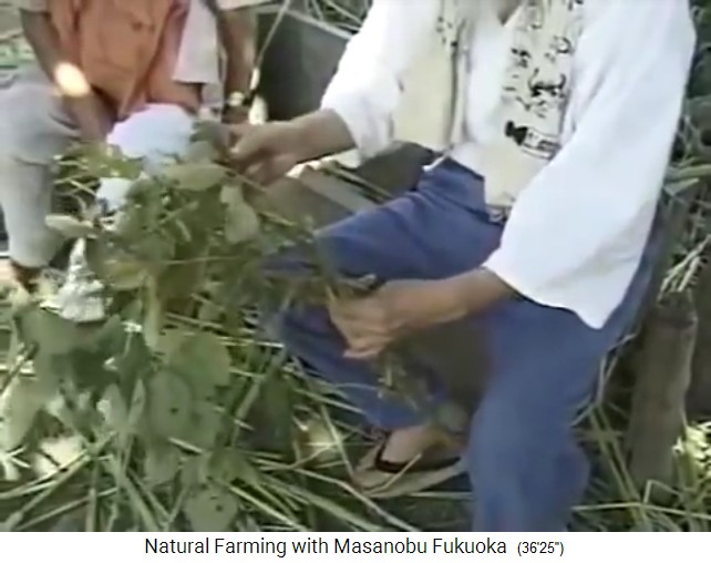 Indien
                          1997: Fukuoka zeigt Sojabohnen mit
                          Pilzkrankheit ohne Bohnen 01