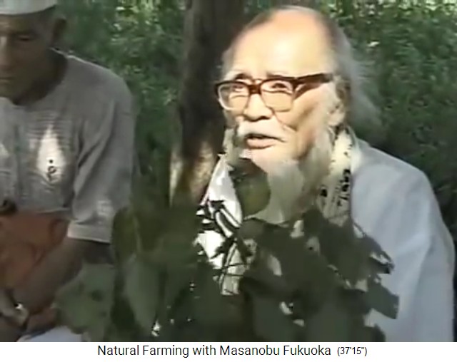 Indien 1997:
                    Fukuoka zeigt Sojabohnen mit Pilzkrankheit ohne
                    Bohnen 02