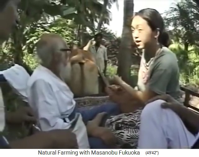 Salvad (Indien) 1997,
                    Fukuoka besucht den Bio-Waldgarten von Mr. Save in
                    Valsad nördlich von Mumbai - Nahaufnahme