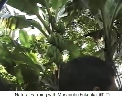 Fukuoka auf seiner Tour
                    durch den Bio-Waldgarten von Mr. Save in Valsad
                    nördlich von Mumbai, Bananenstauden