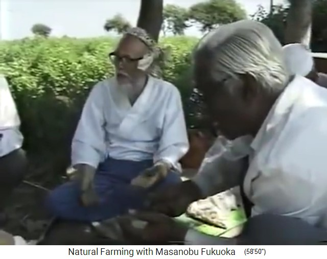 Indien 1997: Fukuoka mit Samenbällchen