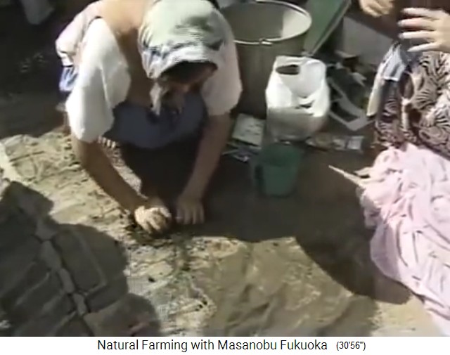Samenb�llchen von Fukuoka: Die
                    Samen-Tonerdemischung wird geknetet