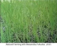 Die Fruchtfolge
                          durchbricht den lockeren Strohmulch