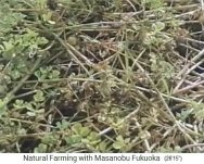 Weissklee w�chst durch den
                    lockeren Strohmulch hindurch