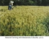 Fukuoka auf einem reifen Feld mit einer
                    Sense