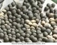 Aus Tonerde und Samen
                    werden Samenb�llchen hergestellt, Nahaufnahme