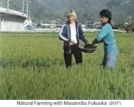 Fukuoka in
                    einem Gerstenfeld - Studenten auf dem Biohof von
                    Fukuoka auf Shikoku (Japan) verteilen Samenb�llchen
                    kurz vor der Ernte