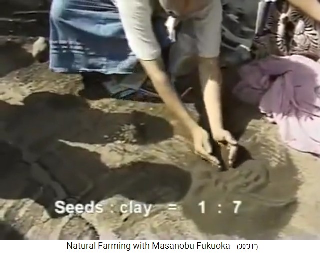 Fukuokas Samenb�llchen herstellen: Samen und
                    Tonerdstaub werden im Verh�ltnis von 1:7 gemischt