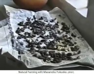 Biofarm von Fukuoka: Samen werden
                          gewaschen und im Schatten getrocknet