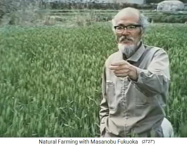 Biofarm von
                          Fukuoka, Fukuoka vor einem Reisfeld vor der
                          Ernte