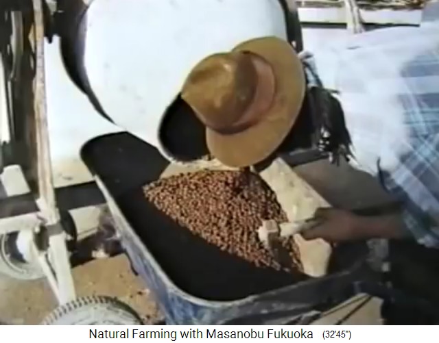 Betonmischer-Samenb�llschen: Da sind die
                    Samenb�llchen aus dem Betonmischer