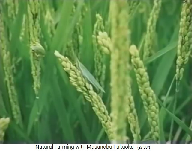 Biofarm von Fukuoka, die Bioreis-�ren