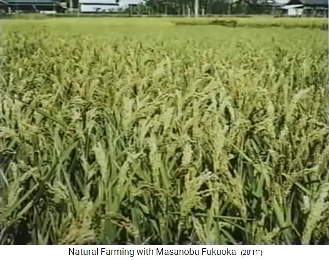 Biofarm von Fukuoka, ein Bioreisfeld vor
                    der Ernte