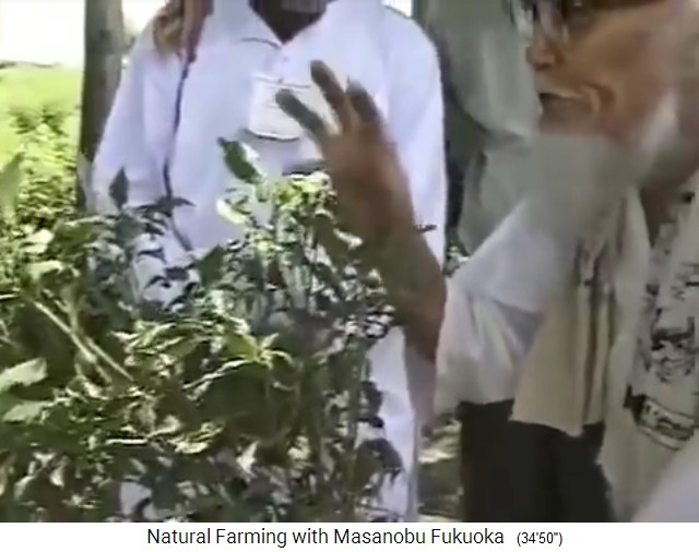 Fukuoka in Indien: Vortrag
                    �ber Virusbefall: Bl�tter schrumpfen