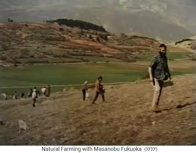 Samenb�llchen-Aussat in Edessa in Griechenland,
                    M�rz 1998 03