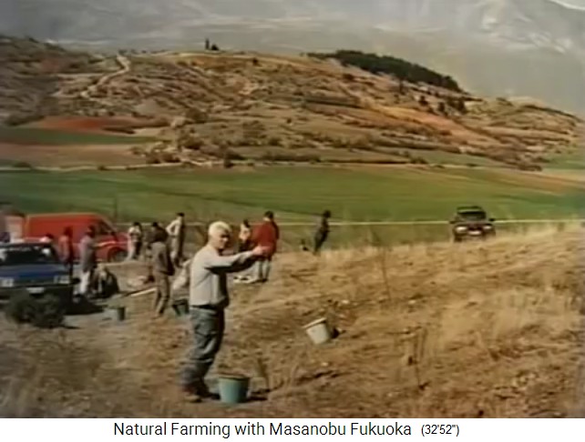 Samenb�llchen-Aussat in Edessa in Griechenland,
                    M�rz 1998 01