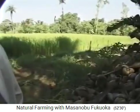 Fukuoka auf seiner Tour
                    durch den Bio-Waldgarten von Mr. Save in Valsad
                    n�rdlich von Mumbai 06, Reisfeld