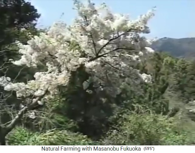 Der Bio-Waldgarten von Fukuoma, ein
                    bl�hender Fruchtbaum
