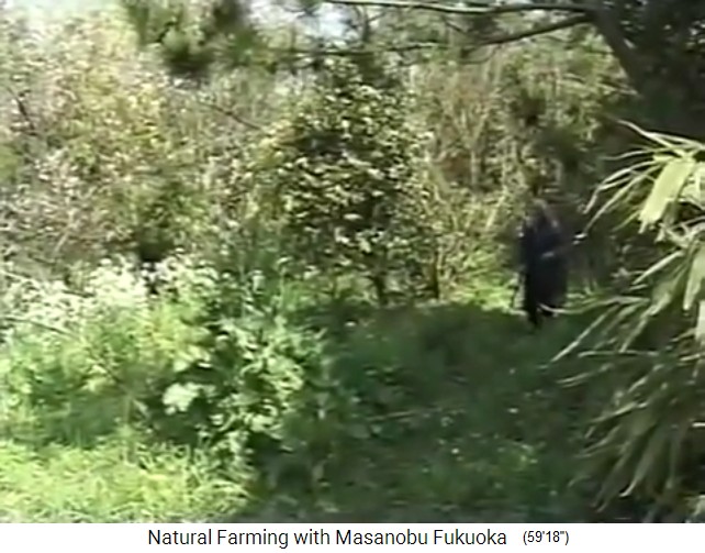 Fukuoka in seinem Baumgarten, Japan