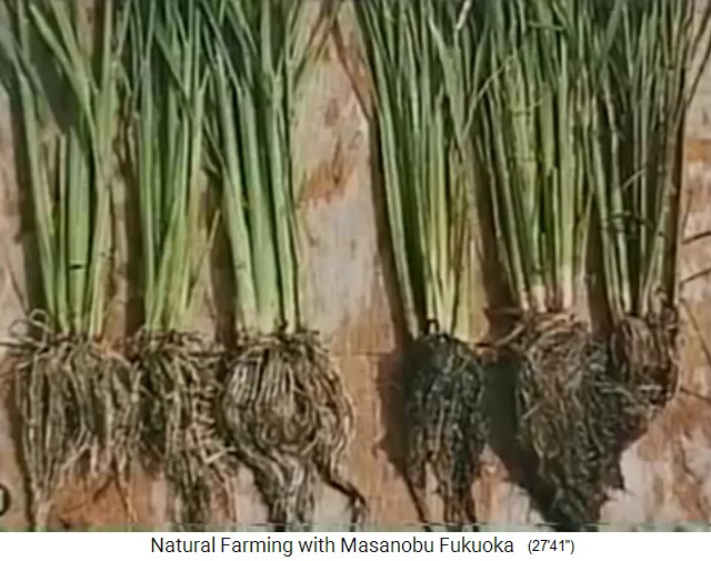 Beim Bioreis vom Biohof von Fukuoka sind die
                    Wurzeln weiss und gesund, beim Pestizid-Flutreis vom
                    Nachbarn sind die Wurzlen schwarz und faul