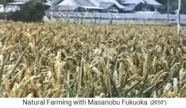 Bioreis von Fukuokas Biofarm vor der Ernte2