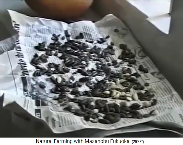 Biofarm von Fukuoka: Samen
                    werden gewaschen und getrocknet