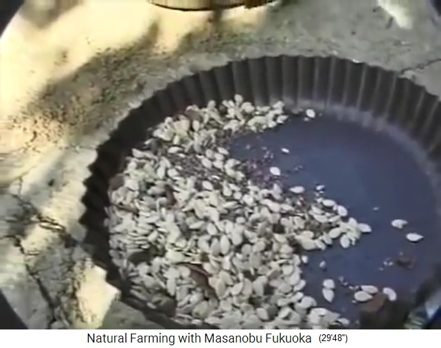 Fukuoka, eine Samenmischung in
                    einer Kuchenschale