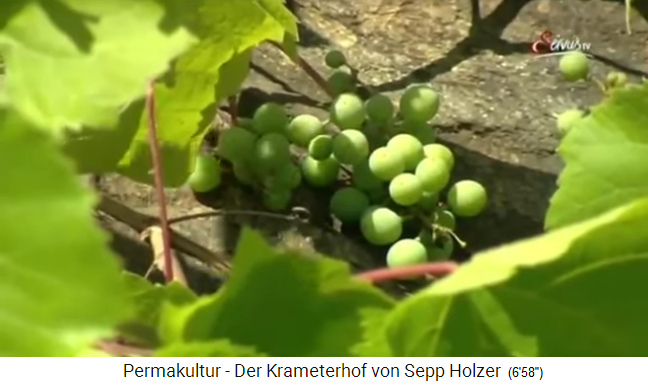 Krameterhof von Sepp Holzer: Es wachsen sogar
                    Trauben im Felskachelofen, die normalerwiese nur im
                    Flachland wachsen an einem Gewässer reifen