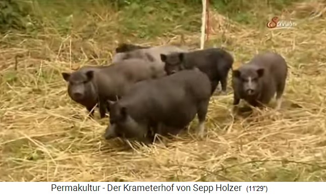 Krameterhof von Sepp Holzer, Schweine im
                    Stroh